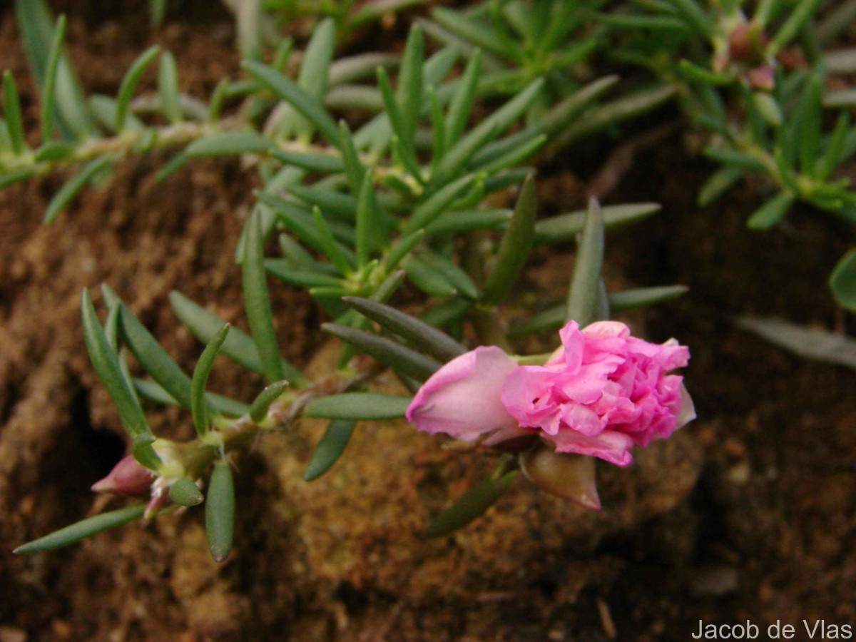 Portulaca grandiflora Hook.